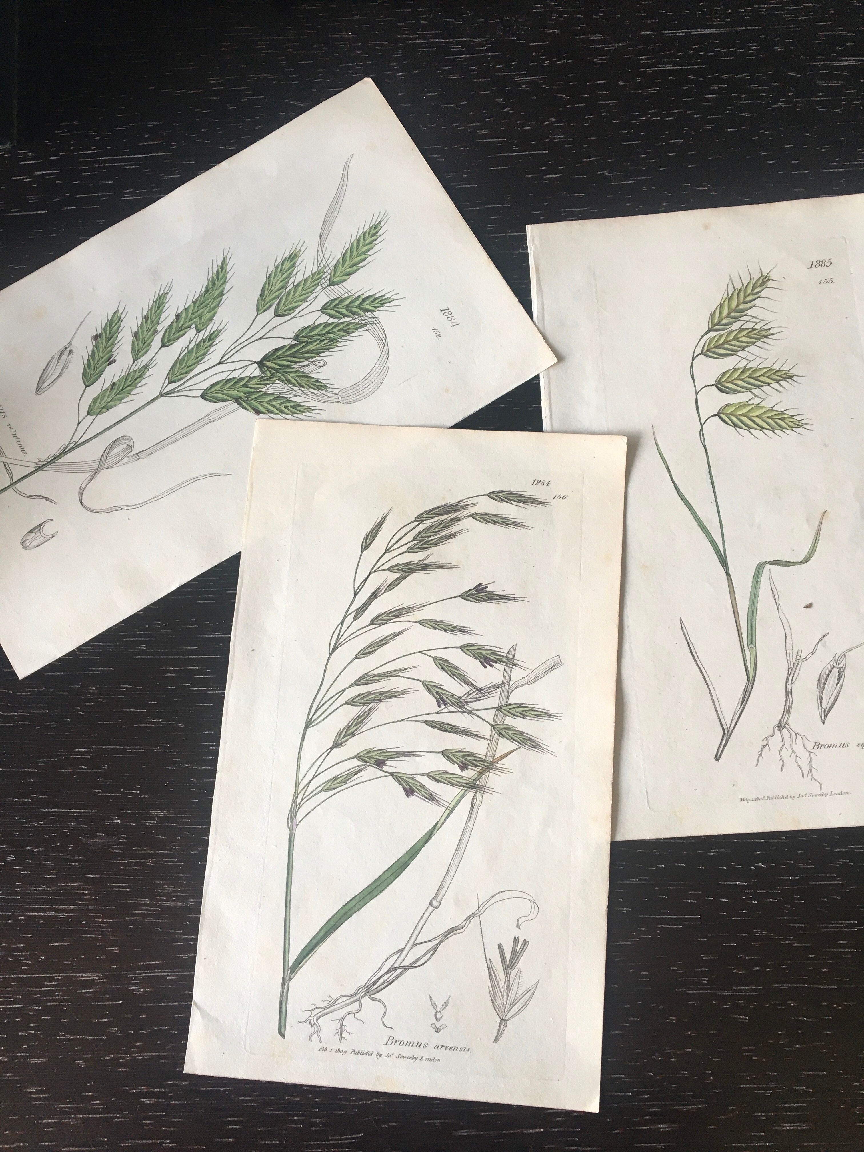 Planche herbier, Ed Londres, 1809