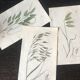 Planche herbier, Ed Londres, 1809