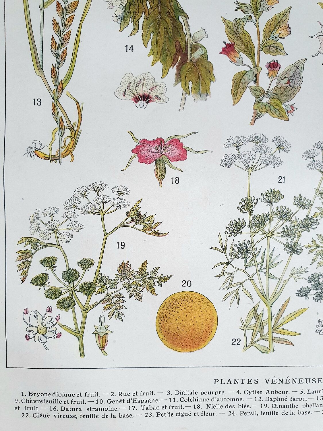 Botanical board 20s Poisonous