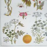 Botanical board 20s Poisonous