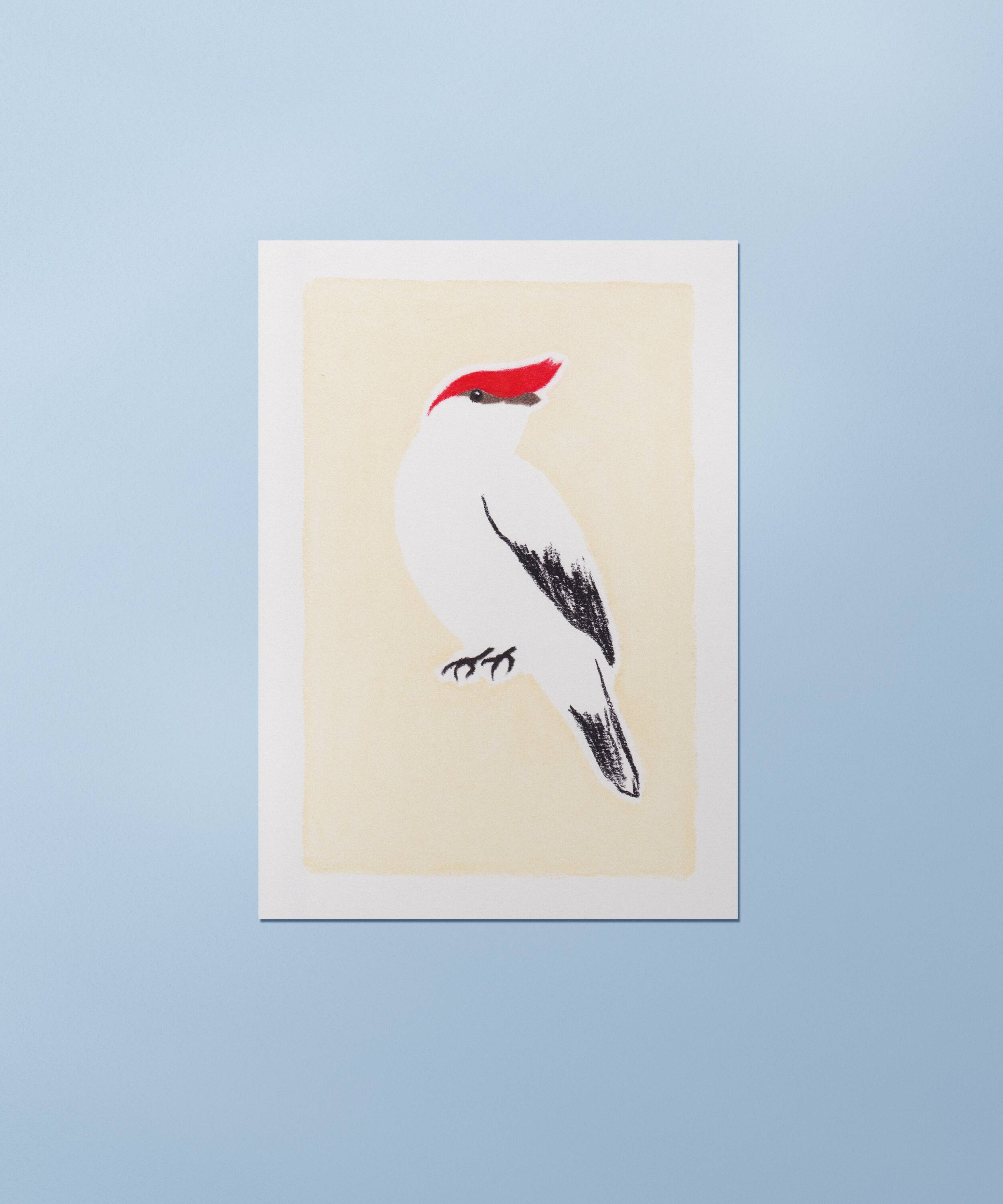 Bird "manakin" - original drawing