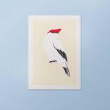 Bird "manakin" - original drawing
