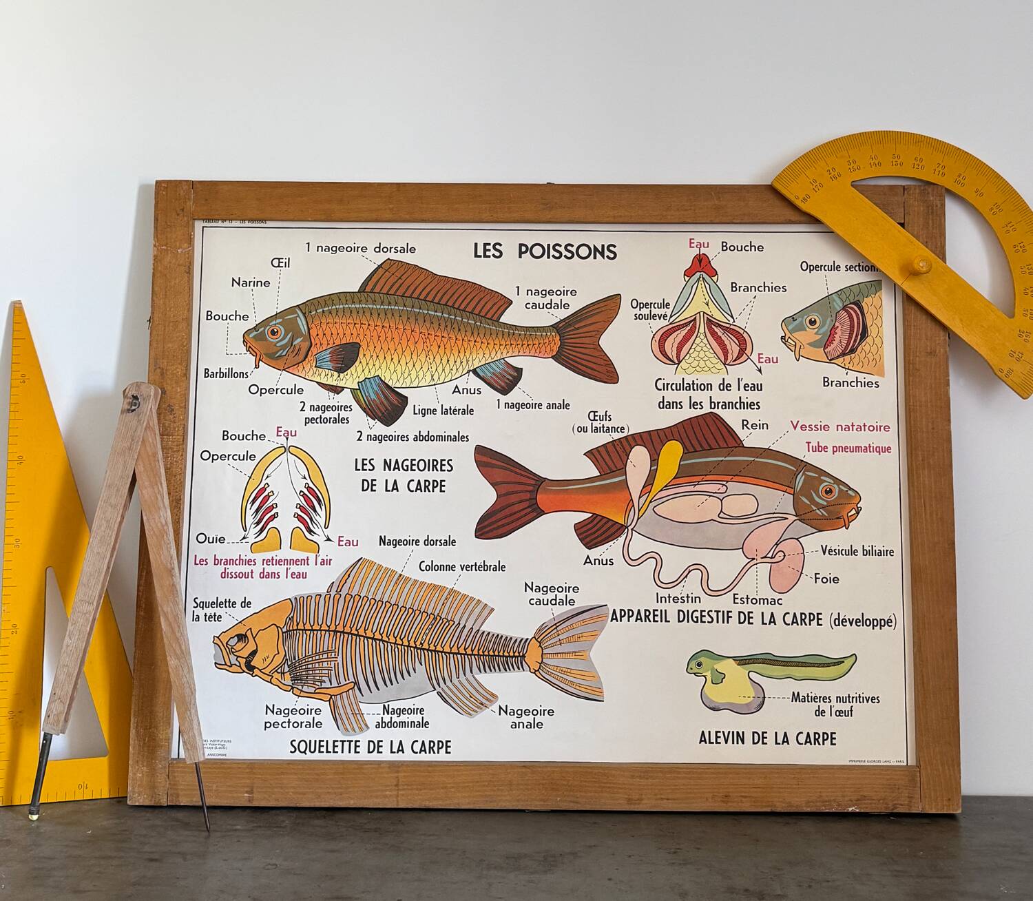 Vintage double-sided school poster “THE BEE / THE FISH”
