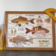 Vintage double-sided school poster “THE BEE / THE FISH”