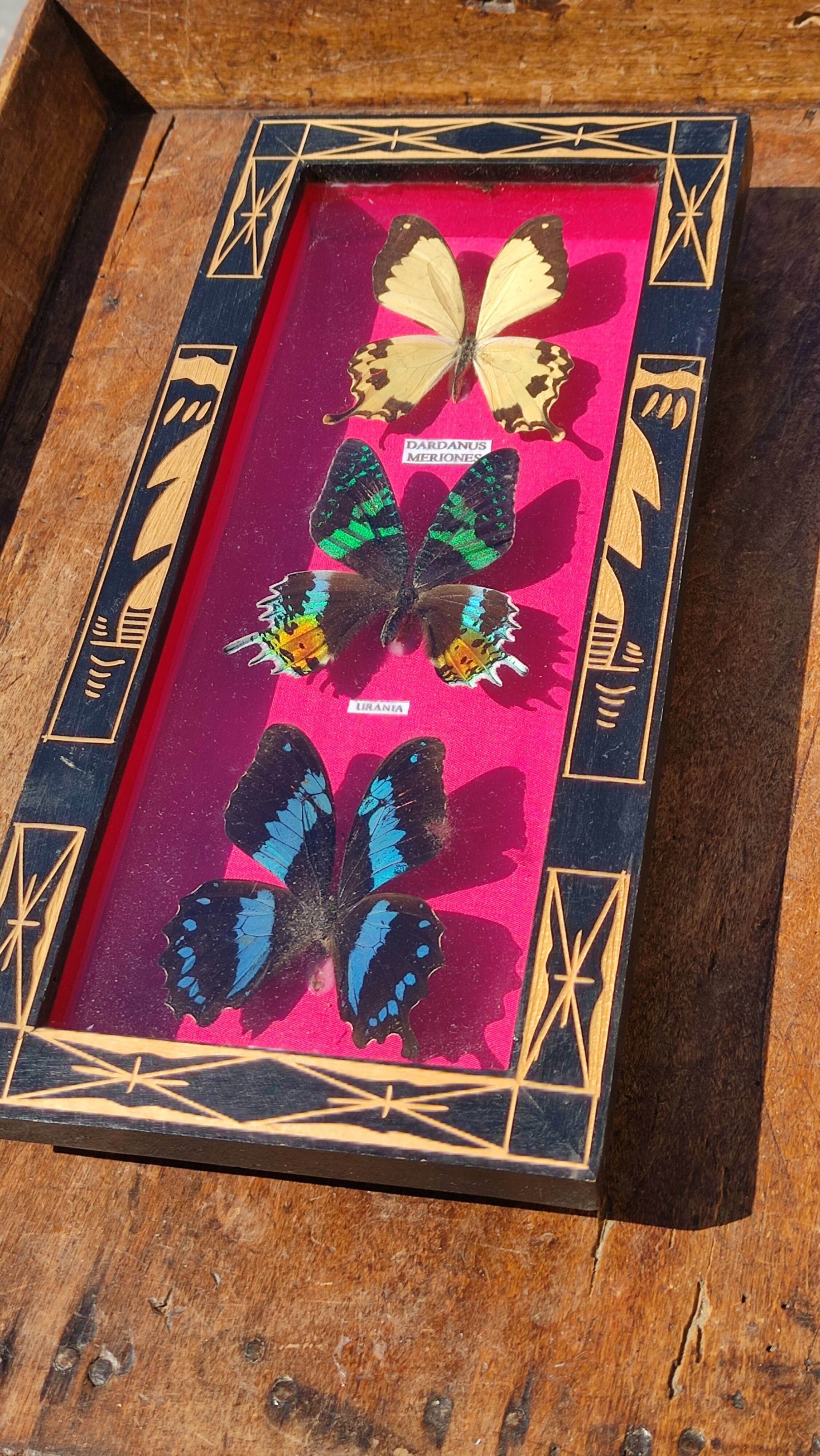 Vintage naturalized butterfly frame