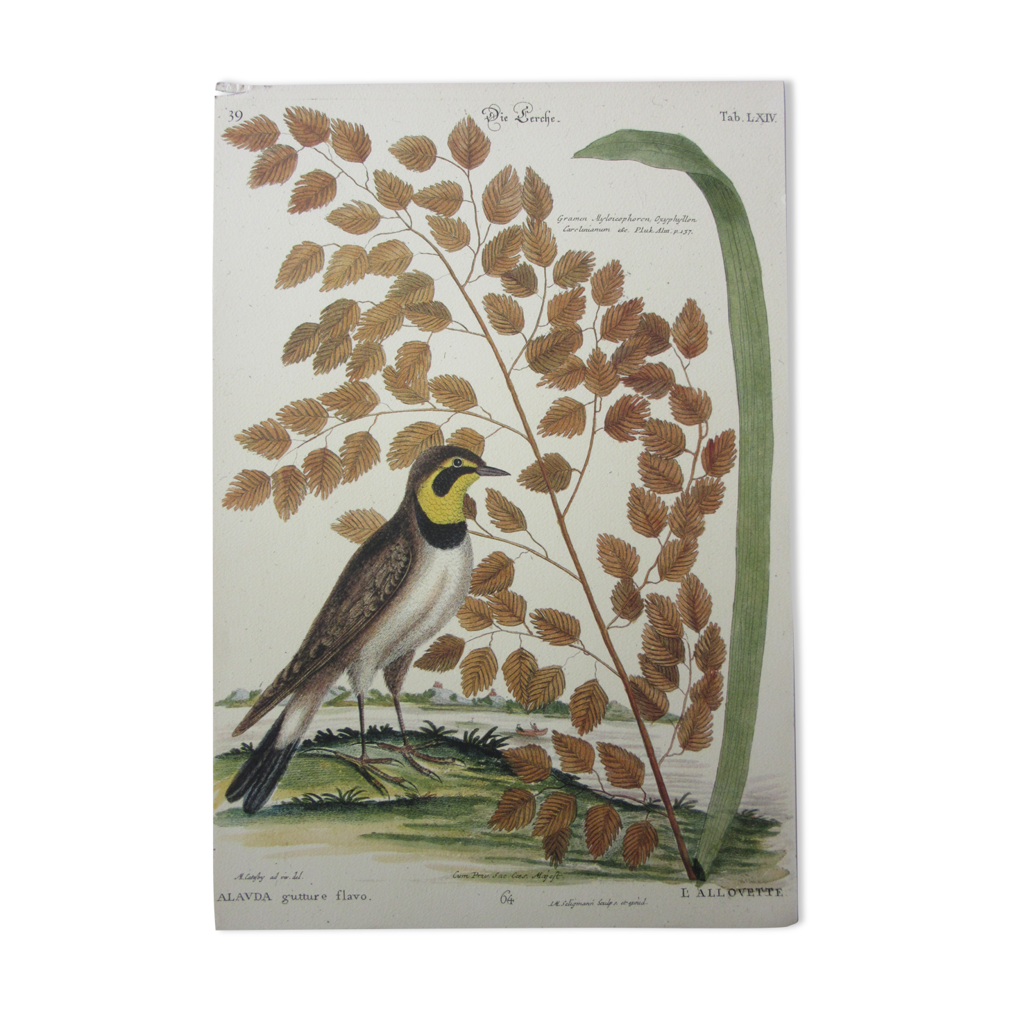Gravure oiseau, allouette, repro Catesby/Seligmann