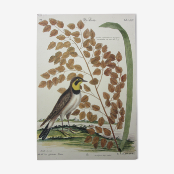 Gravure oiseau, allouette, repro Catesby/Seligmann