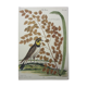 Gravure oiseau, allouette, repro Catesby/Seligmann