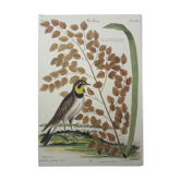 Gravure oiseau, allouette, repro Catesby/Seligmann