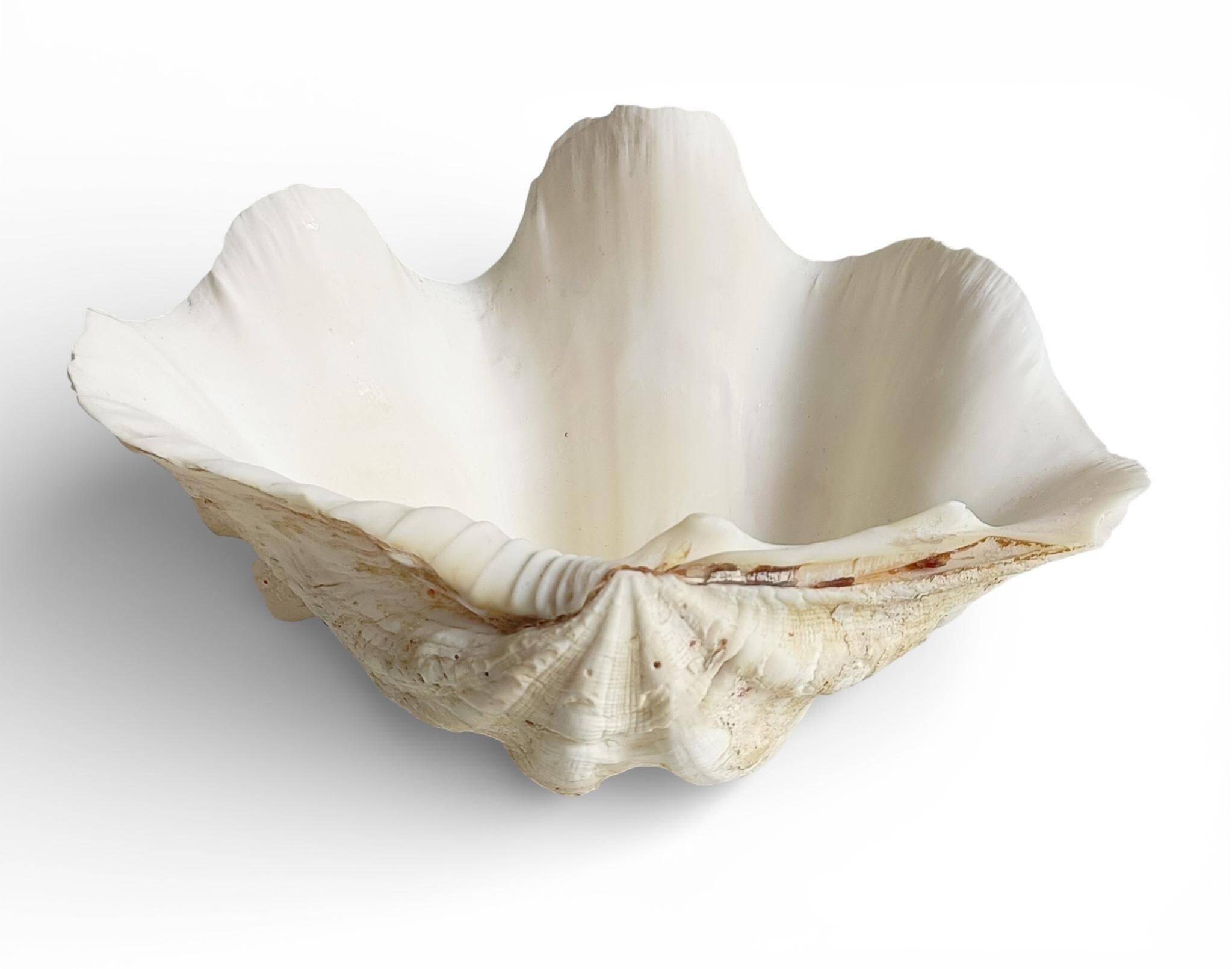 Stunning South Pacific Clam Shell – Sculptural Organic Modern Object