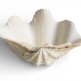 Stunning South Pacific Clam Shell – Sculptural Organic Modern Object