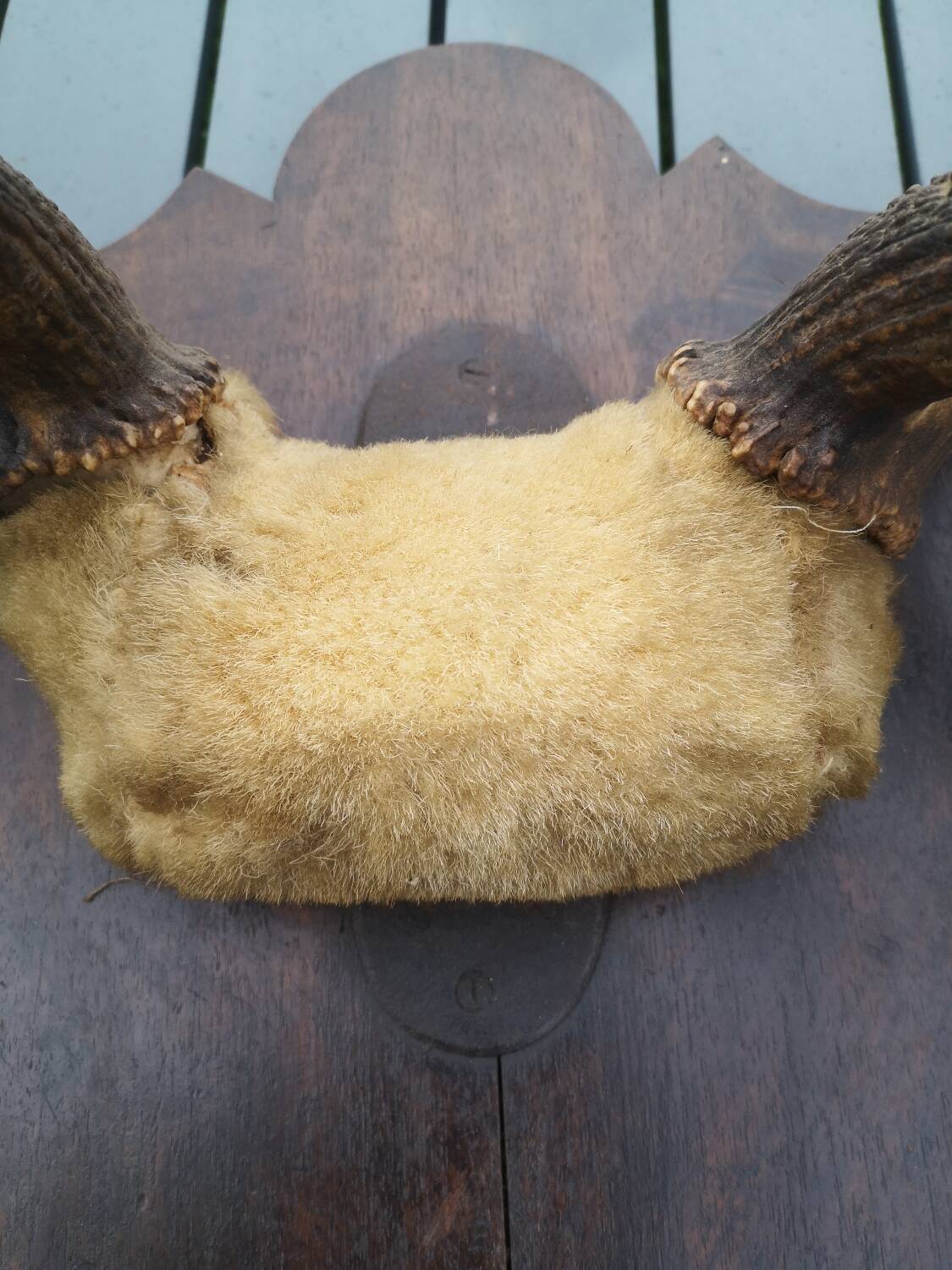 Deer Massacre Trophy