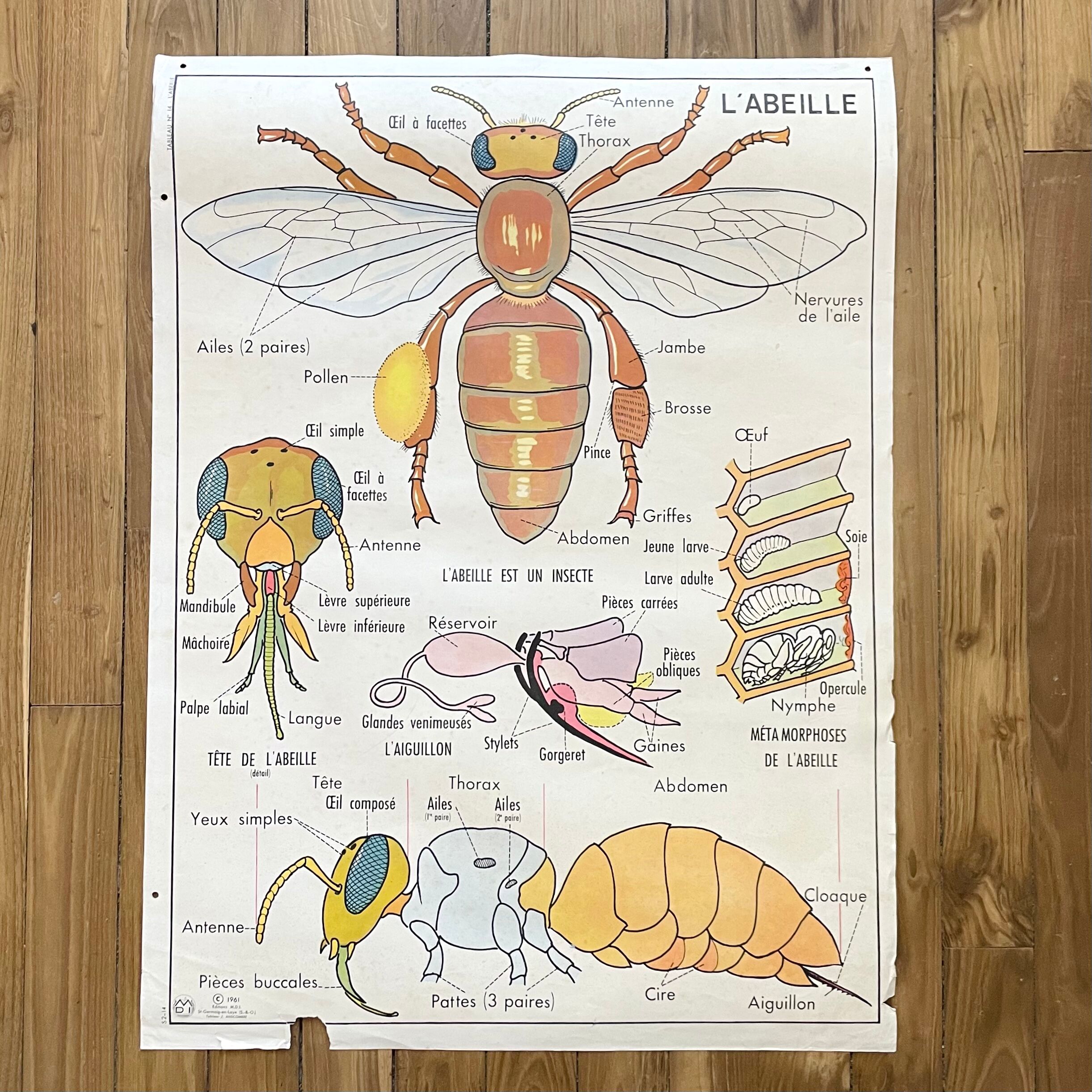 School poster the bee / The fish