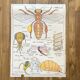 Affiche scolaire l’abeille / Les poissons
