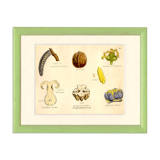 Walnut, botanical engraving, 1874