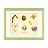 Walnut, botanical engraving, 1874