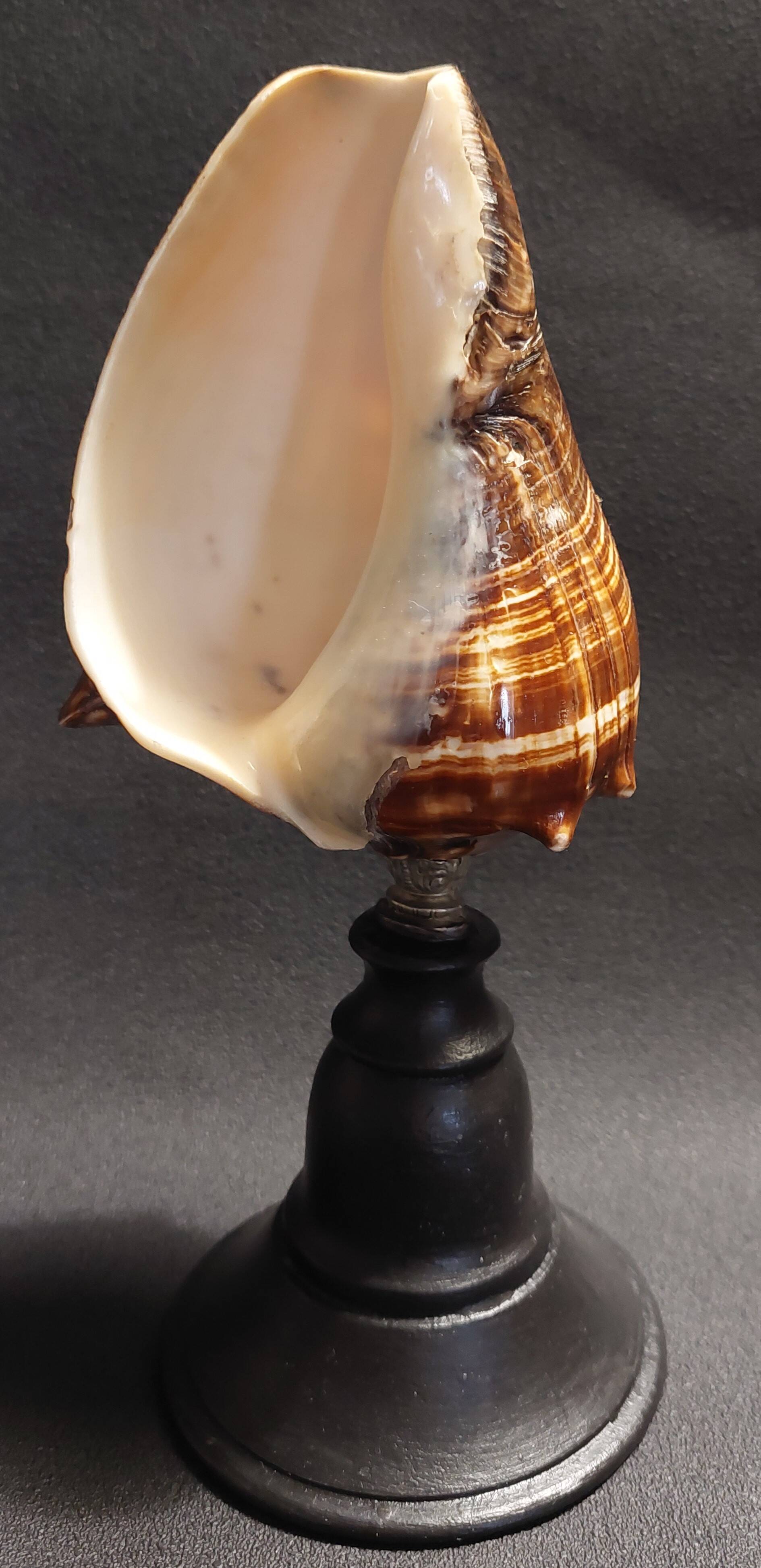 Cabinet of Curiosities shell melongena melongena on a base