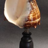 Cabinet of Curiosities shell melongena melongena on a base