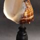Cabinet of Curiosities shell melongena melongena on a base
