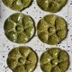 8 assiettes à huîtres Barbotine 