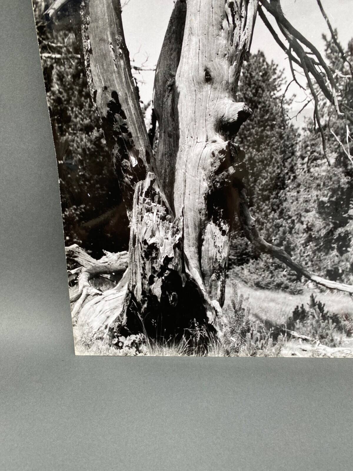 Silver gelatin photograph by Bernard Darot, Dead Tree, 20th century