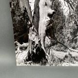 Silver gelatin photograph by Bernard Darot, Dead Tree, 20th century
