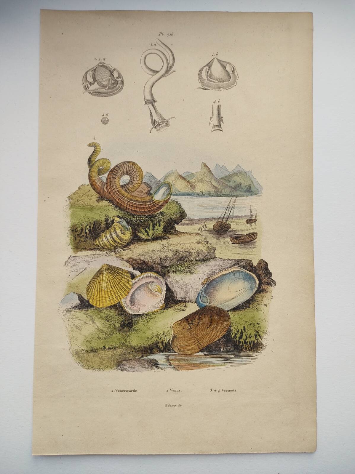 Old engraving from 1838 - Venericard shell - Original zoological and maritime plate