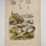 Old engraving from 1838 - Venericard shell - Original zoological and maritime plate