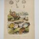 Old engraving from 1838 - Venericard shell - Original zoological and maritime plate
