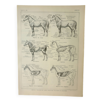 Gravure ancienne 1922, Anatomie du cheval, équitation, écurie • Lithographie, Planche originale