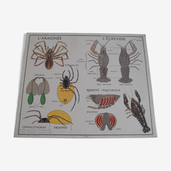 Affiche scolaire Le hanneton, L'araignée et L'écrevisse éditions Rossignol