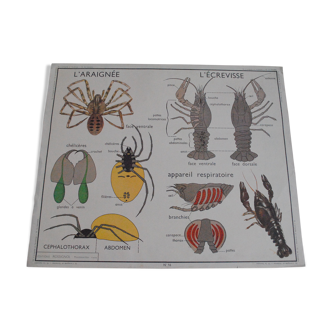 School poster The Hanneton, The Spider and The Crayfish editions Rossignol