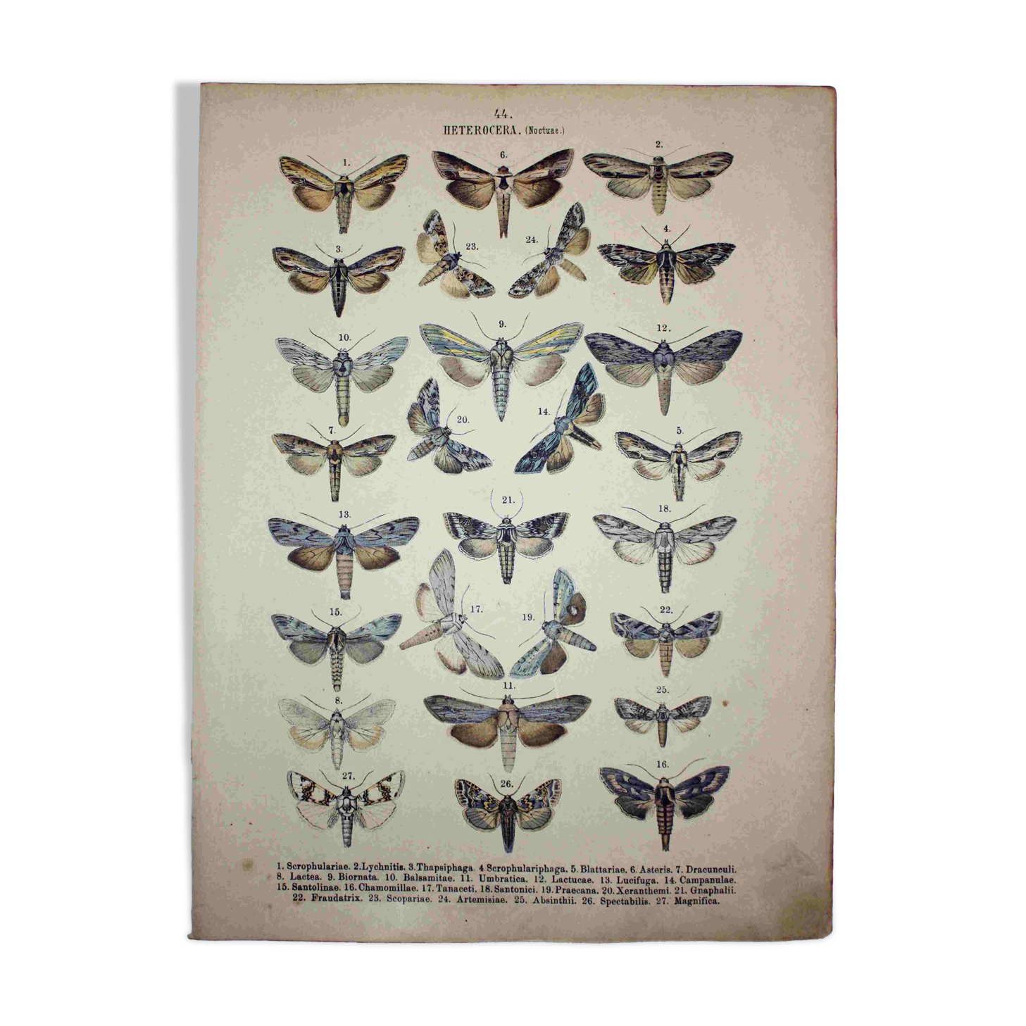 Butterfly Engraving. Antique Lithograph from 1887 - Scrophulariae - Insects