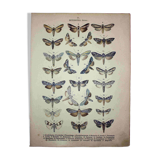Butterfly Engraving. Antique Lithograph from 1887 - Scrophulariae - Insects