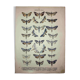 Butterfly Engraving. Antique Lithograph from 1887 - Scrophulariae - Insects