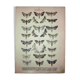 Butterfly Engraving. Antique Lithograph from 1887 - Scrophulariae - Insects