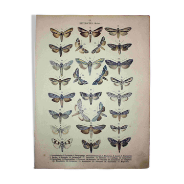 Butterfly Engraving. Antique Lithograph from 1887 - Scrophulariae - Insects