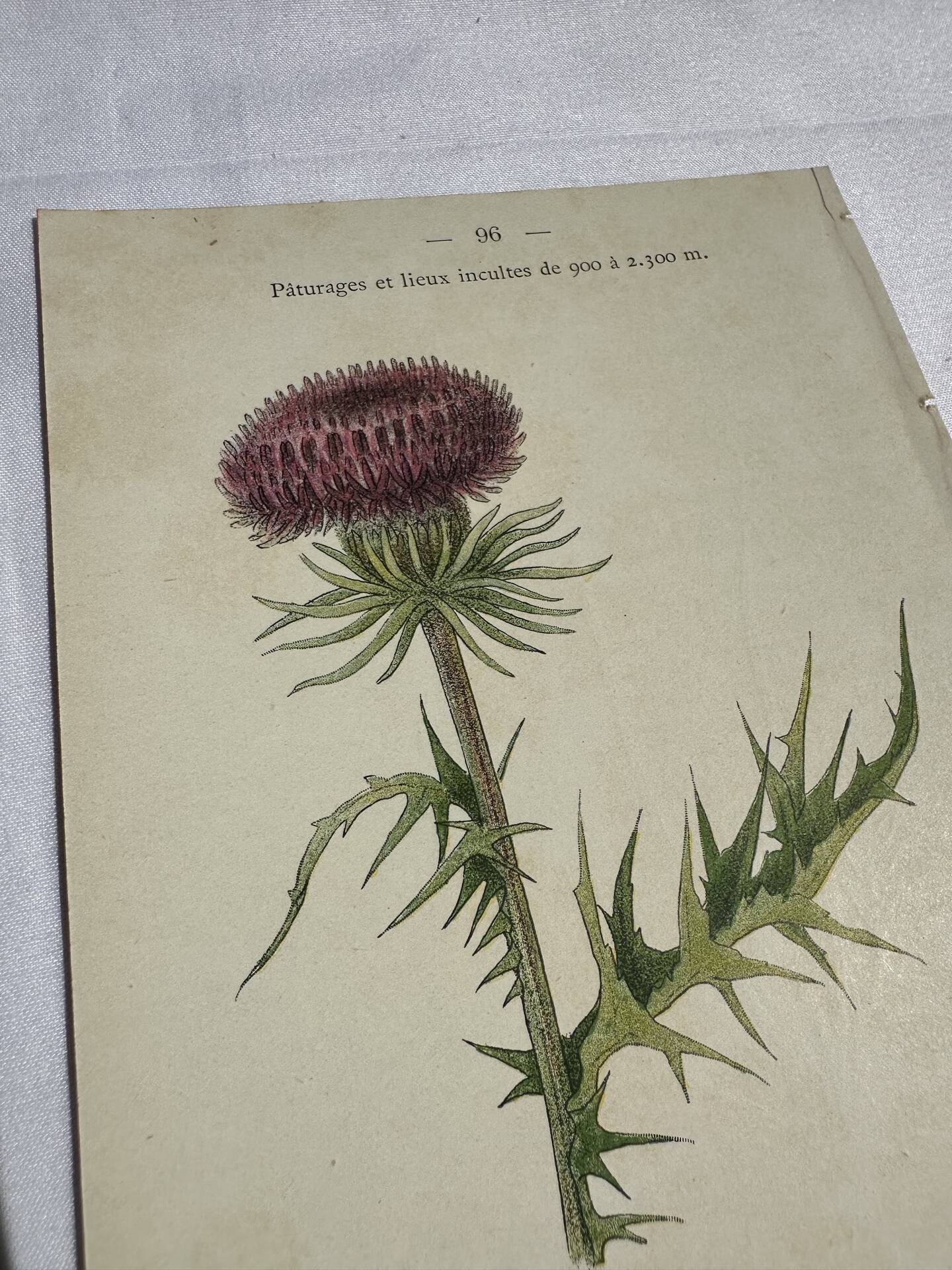 Gravure Botanique Ancienne XIXe – Lithographies Naturalistes  Fleurs