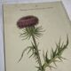 Gravure Botanique Ancienne XIXe – Lithographies Naturalistes  Fleurs