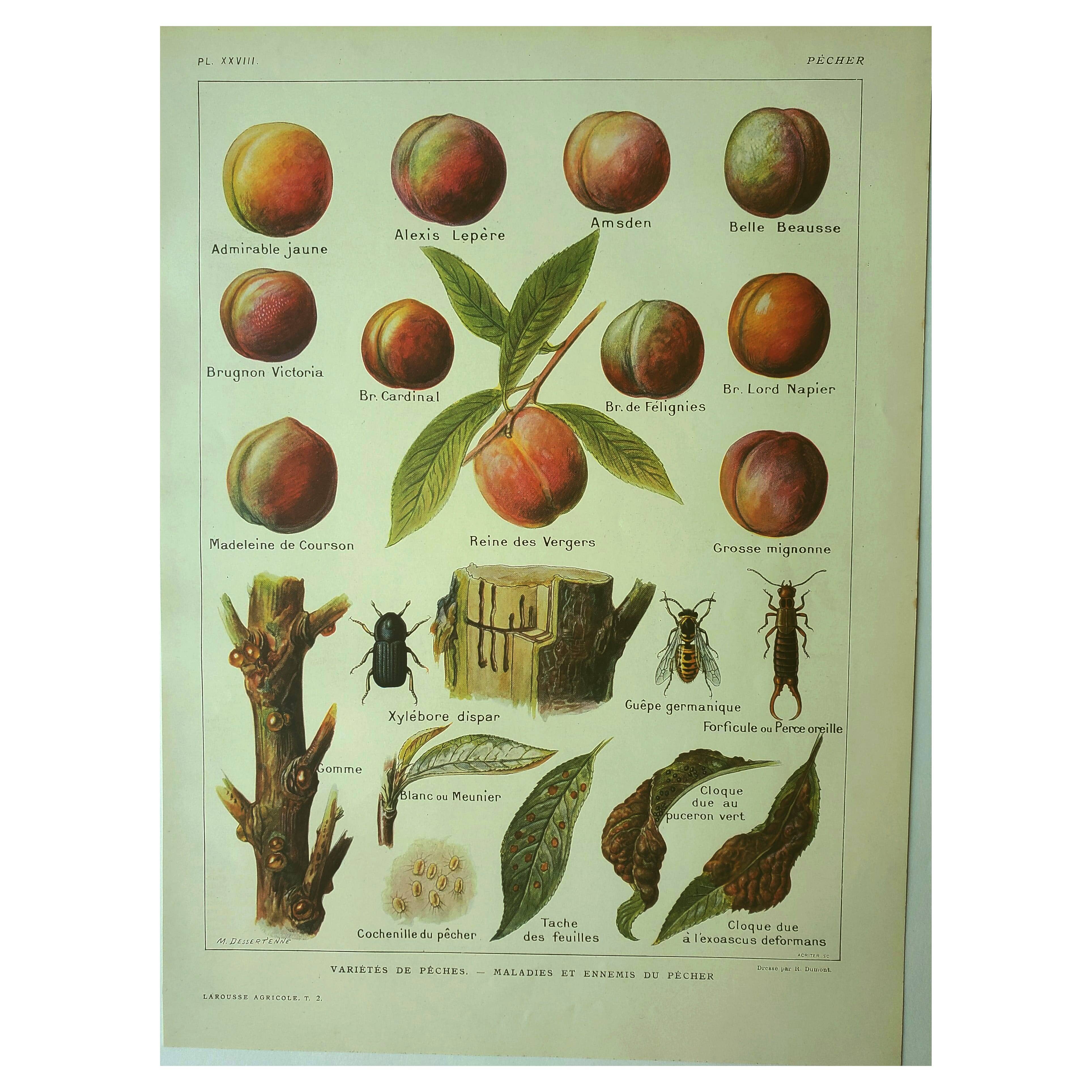 Antique engraving 1921 - Peach by Dessertenne - Vintage orchard fruit