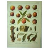 Antique engraving 1921 - Peach by Dessertenne - Vintage orchard fruit