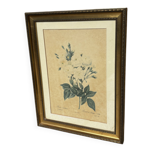 Tableau rosier de Philippe - noisette