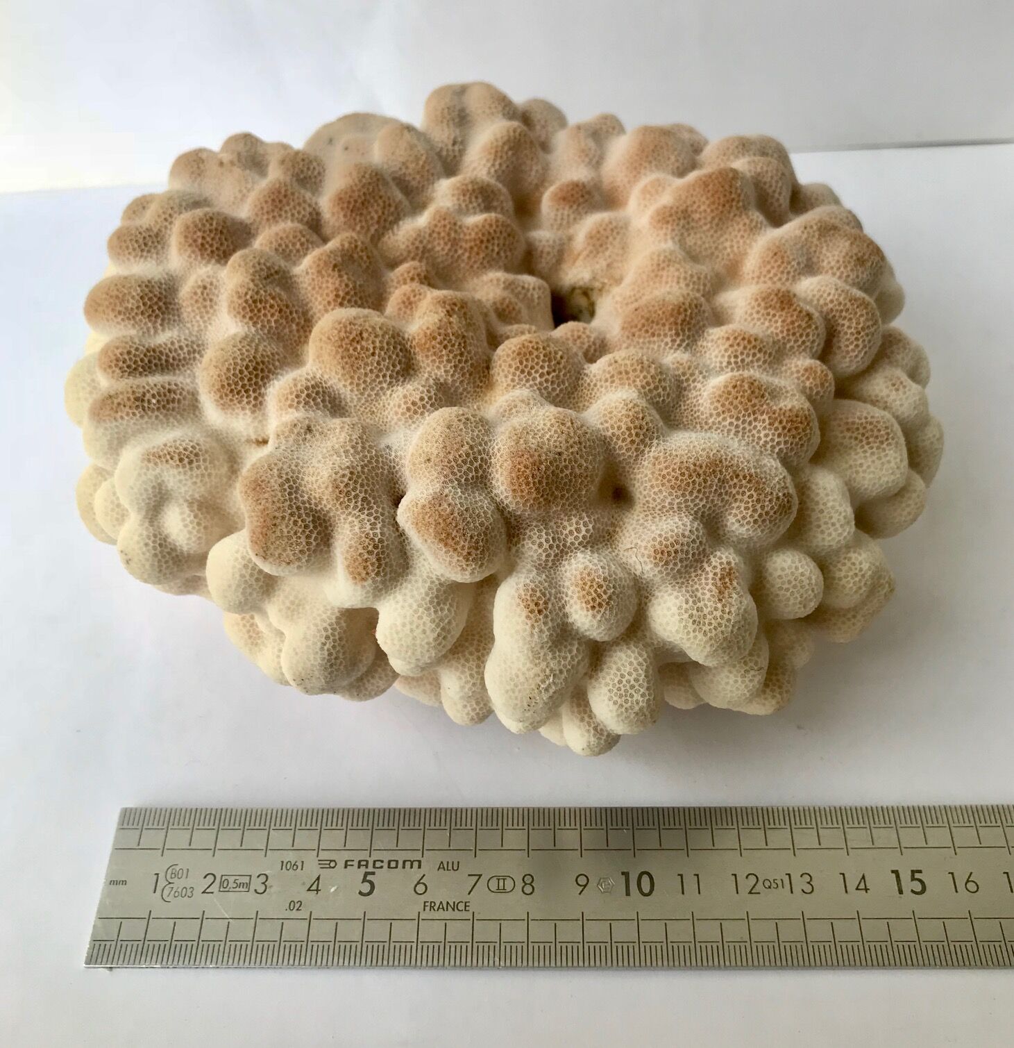 Big Pacific Pink Coral