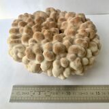 Big Pacific Pink Coral