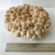 Big Pacific Pink Coral