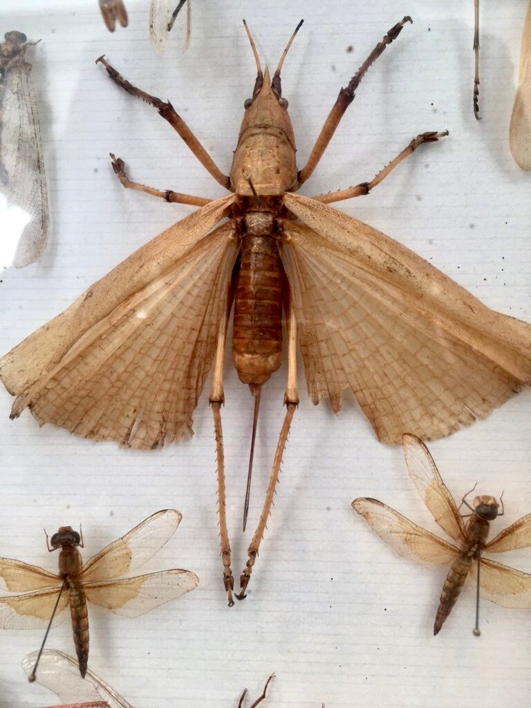 Entomologist's showcase, insect collection, 20th century