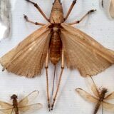 Entomologist's showcase, insect collection, 20th century