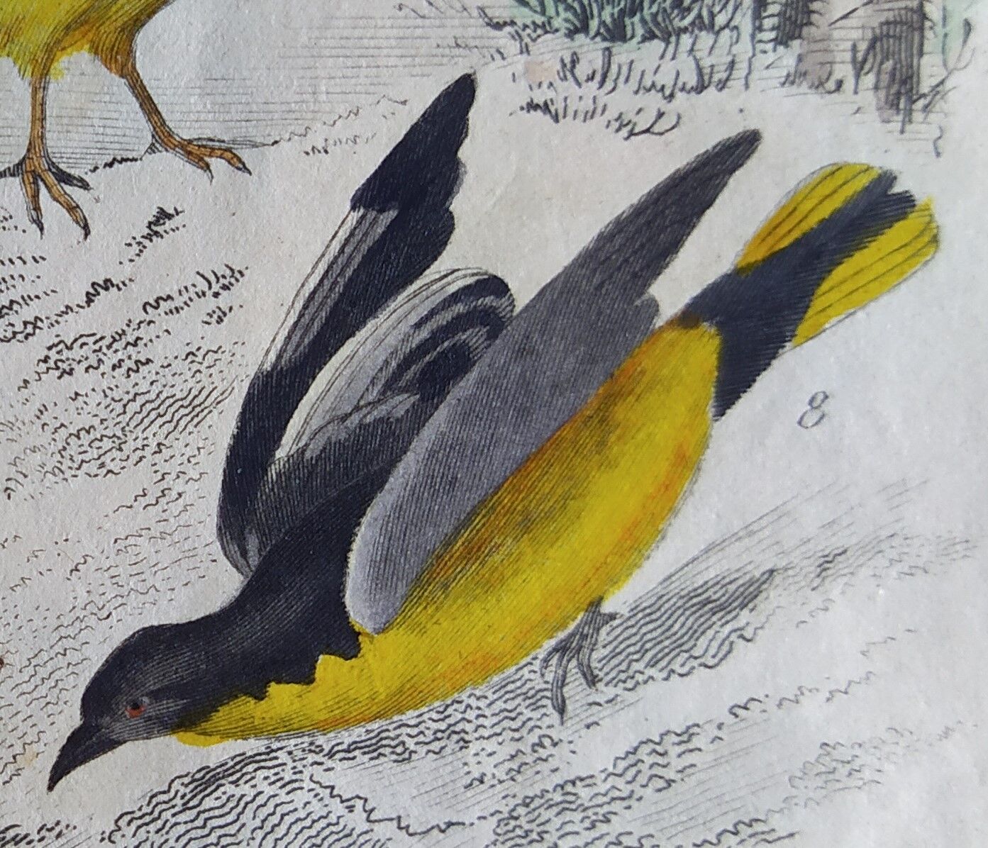 Planche Ornithologique originale " Pique bœuf - Etourneau vulgaire - &c... " Buffon 1836