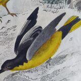 Original Ornithological plate " Pique boeuf - Etourneau vulgaire - &c... " Buffon (1836)