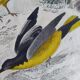 Original ornithological plate "Oxpecker - Common Starling - &c..." Buffon 1836